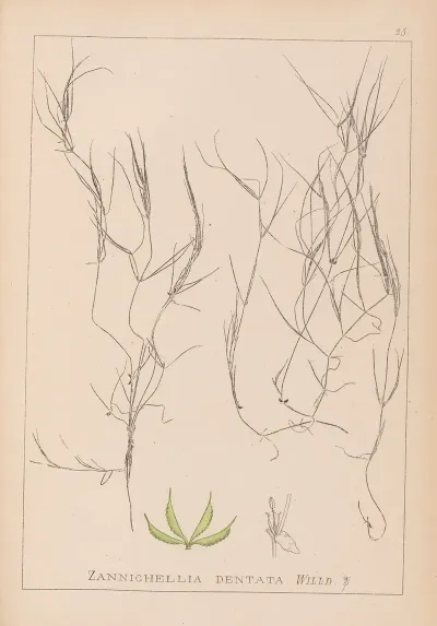 Herbier De La Flore Francaise Pl 1090