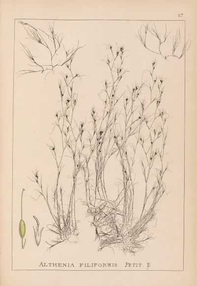Herbier De La Flore Francaise Pl 1092