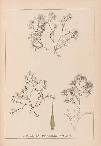 Herbier De La Flore Francaise Pl 1093