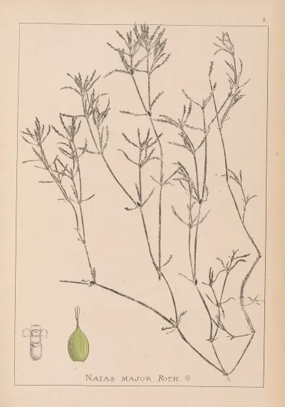 Herbier De La Flore Francaise Pl 1094