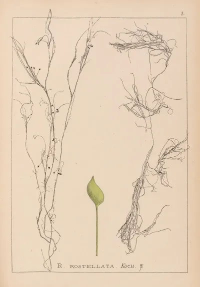 Herbier De La Flore Francaise Pl 1096