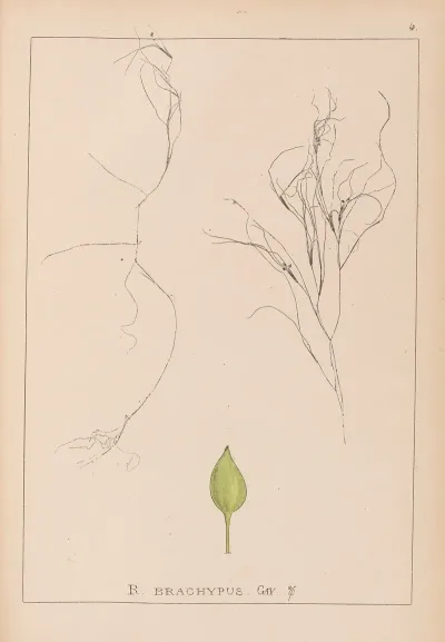 Herbier De La Flore Francaise Pl 1097