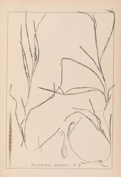 Herbier De La Flore Francaise Pl 1098