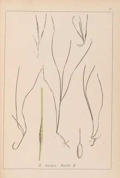 Herbier De La Flore Francaise Pl 1099