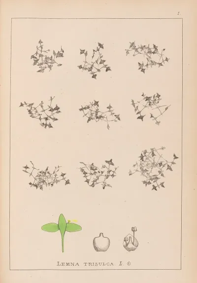 Herbier De La Flore Francaise Pl 1100