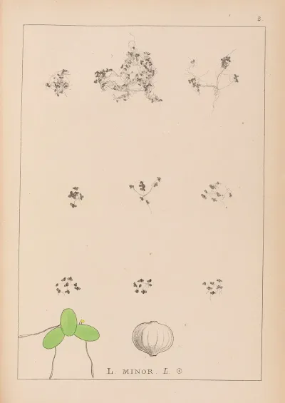 Herbier De La Flore Francaise Pl 1101