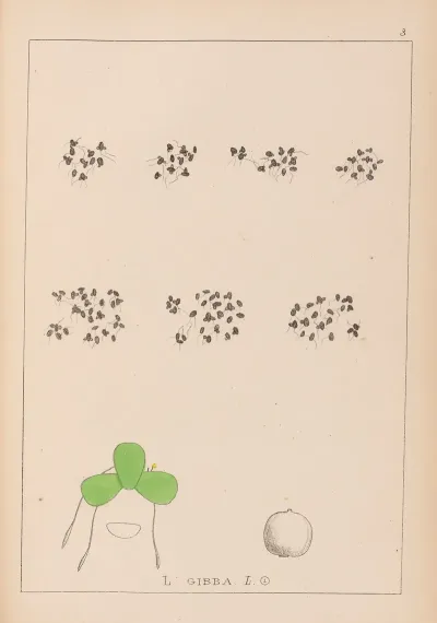 Herbier De La Flore Francaise Pl 1102
