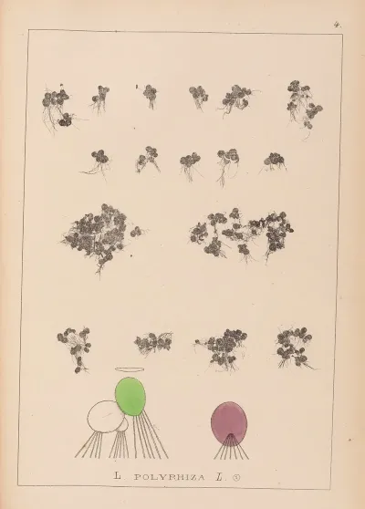 Herbier De La Flore Francaise Pl 1103