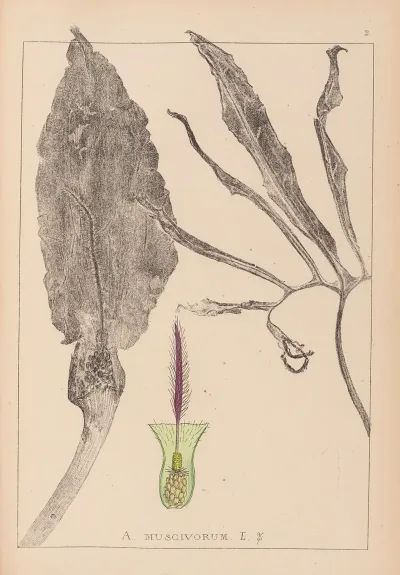 Herbier De La Flore Francaise Pl 1105