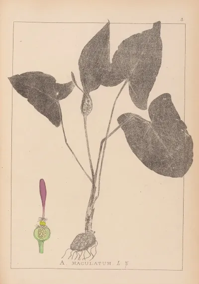 Herbier De La Flore Francaise Pl 1106