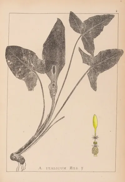 Herbier De La Flore Francaise Pl 1107