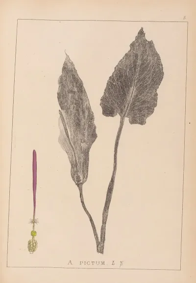 Herbier De La Flore Francaise Pl 1108
