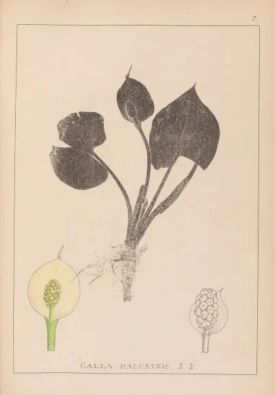 Herbier De La Flore Francaise Pl 1110