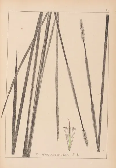 Herbier De La Flore Francaise Pl 1114