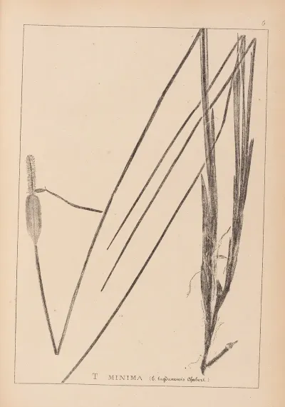 Herbier De La Flore Francaise Pl 1115