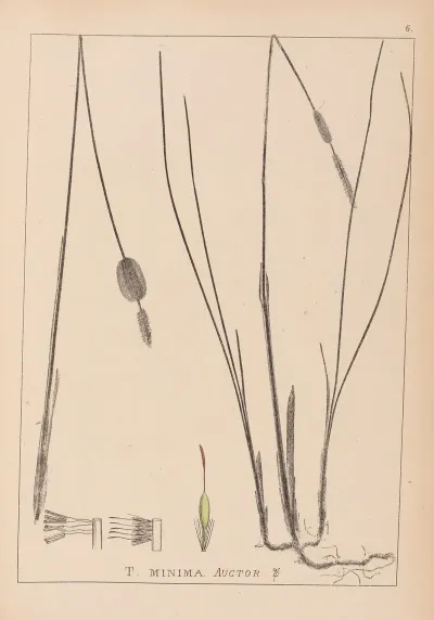 Herbier De La Flore Francaise Pl 1116