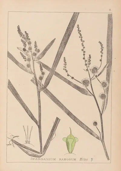 Herbier De La Flore Francaise Pl 1118