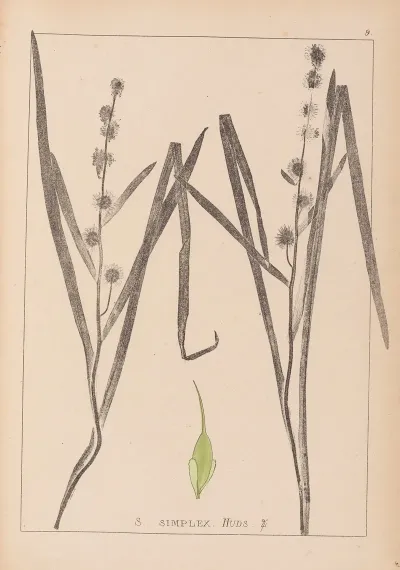 Herbier De La Flore Francaise Pl 1119