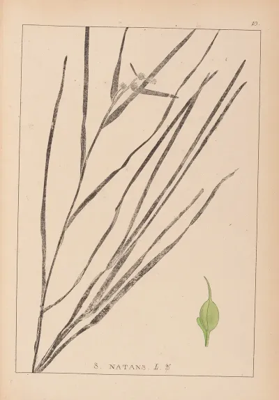 Herbier De La Flore Francaise Pl 1120