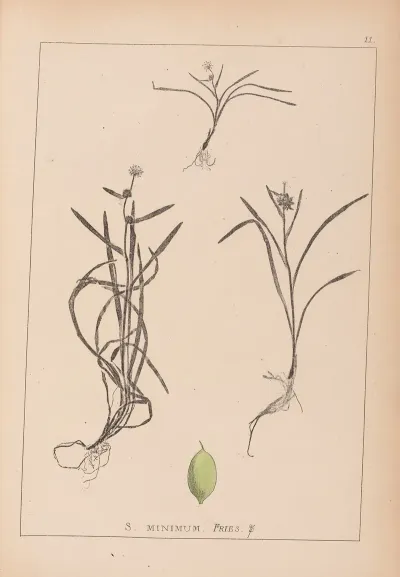 Herbier De La Flore Francaise Pl 1121