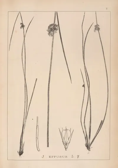 Herbier De La Flore Francaise Pl 1123