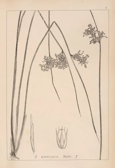 Herbier De La Flore Francaise Pl 1124