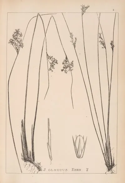 Herbier De La Flore Francaise Pl 1125