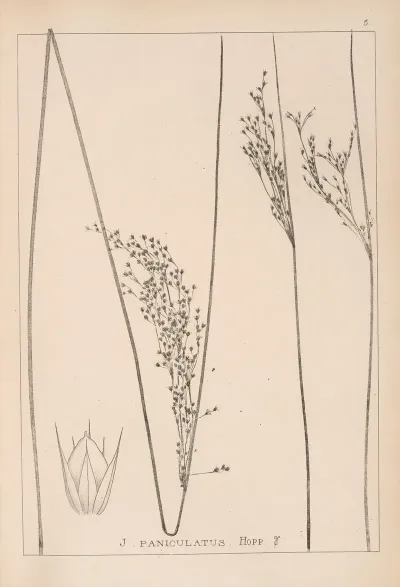 Herbier De La Flore Francaise Pl 1126