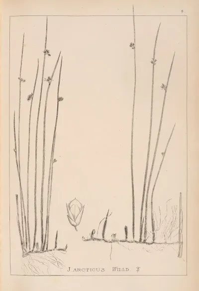 Herbier De La Flore Francaise Pl 1127