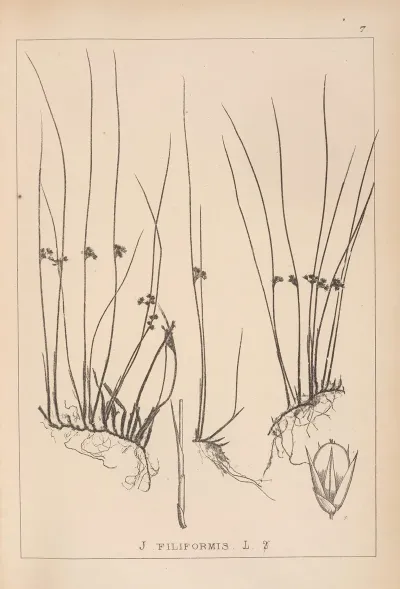 Herbier De La Flore Francaise Pl 1128