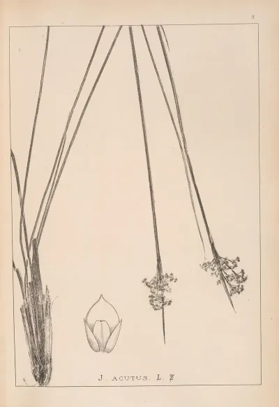 Herbier De La Flore Francaise Pl 1129