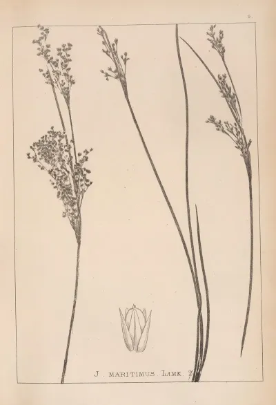 Herbier De La Flore Francaise Pl 1130