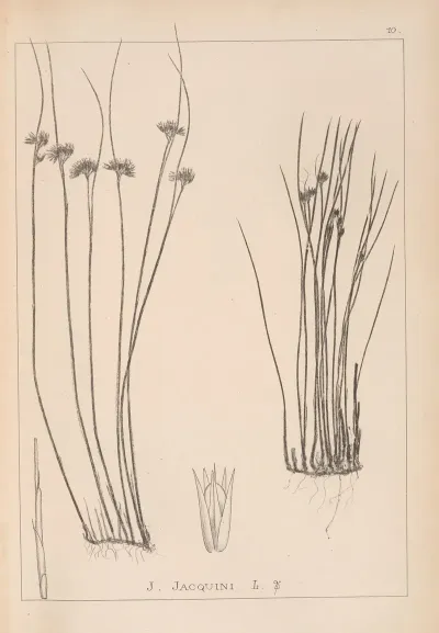 Herbier De La Flore Francaise Pl 1131