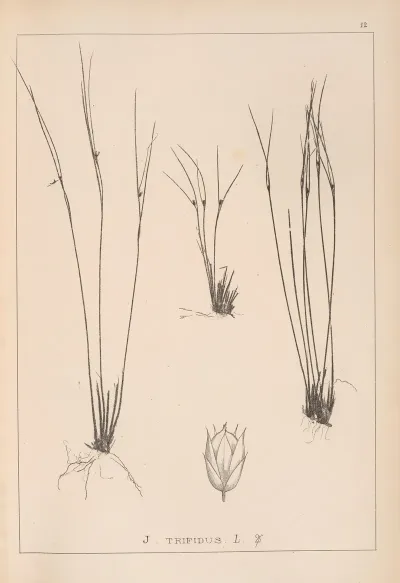 Herbier De La Flore Francaise Pl 1133