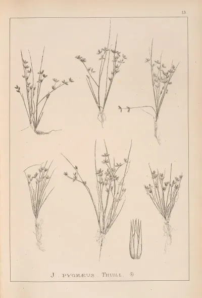 Herbier De La Flore Francaise Pl 1134