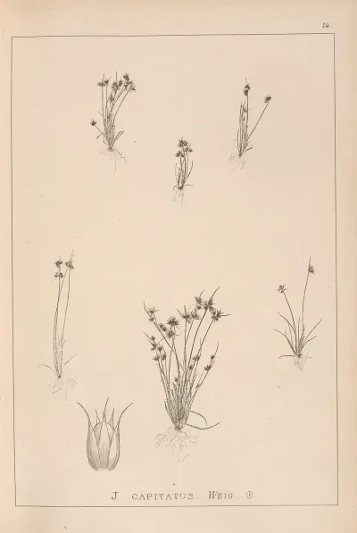 Herbier De La Flore Francaise Pl 1135