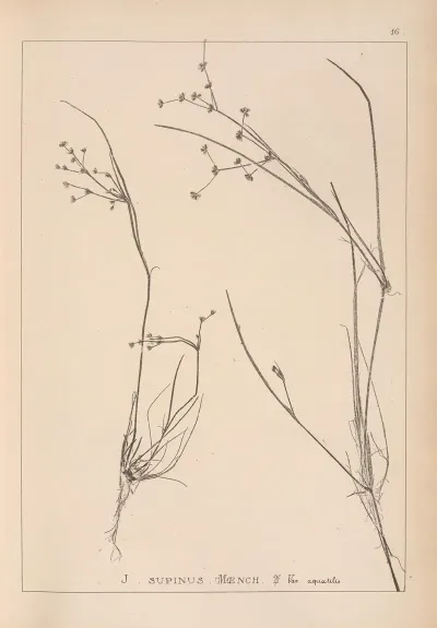 Herbier De La Flore Francaise Pl 1137