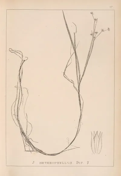 Herbier De La Flore Francaise Pl 1138