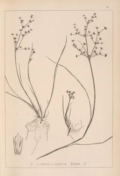 Herbier De La Flore Francaise Pl 1139