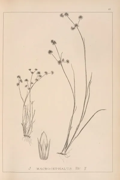 Herbier De La Flore Francaise Pl 1140