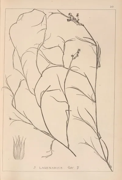 Herbier De La Flore Francaise Pl 1141