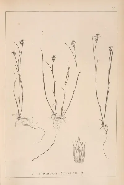 Herbier De La Flore Francaise Pl 1142