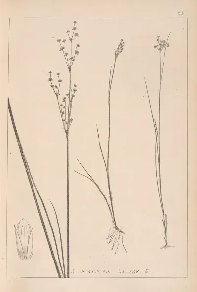 Herbier De La Flore Francaise Pl 1144