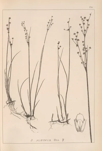 Herbier De La Flore Francaise Pl 1145