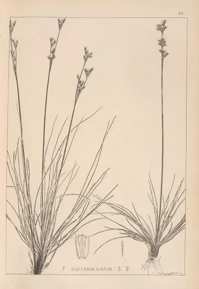 Herbier De La Flore Francaise Pl 1147