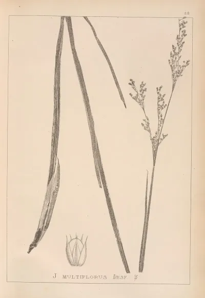 Herbier De La Flore Francaise Pl 1149