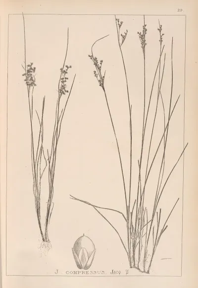 Herbier De La Flore Francaise Pl 1150