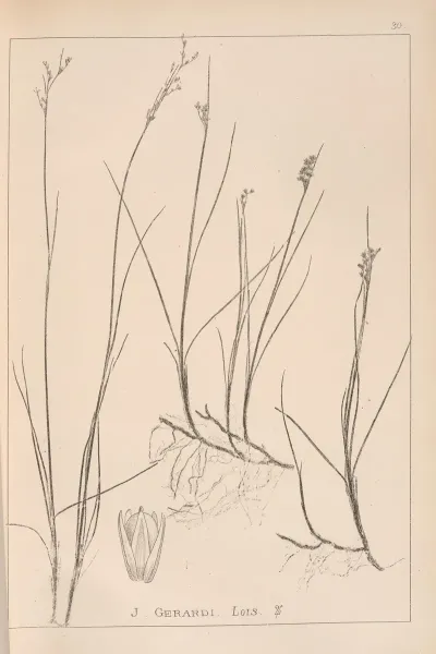 Herbier De La Flore Francaise Pl 1151