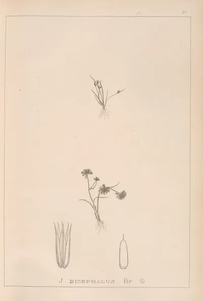 Herbier De La Flore Francaise Pl 1152