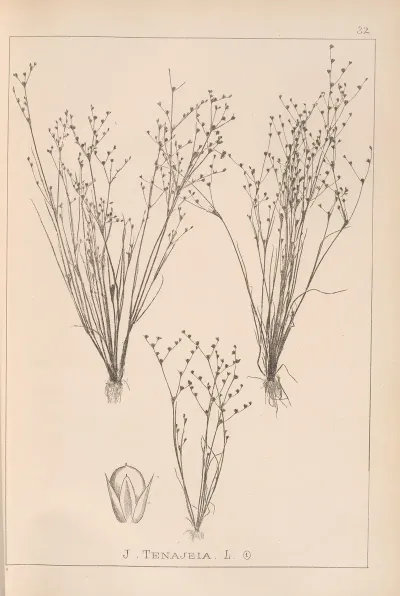 Herbier De La Flore Francaise Pl 1153